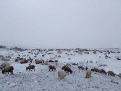 Зудын байдлыг үнэлэхэд 11 аймгийн 43 сум цагаан зудтай байна