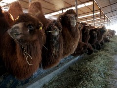  Монголын анхны ингэний ферм инкубатор хэлбэрээр үйл ажиллагаа явуулж байна