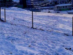 Амьтдад эрсдэл учруулсан хашааг албадан буулгажээ