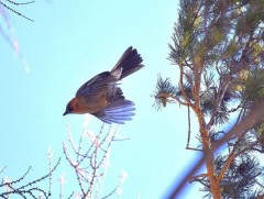 Ятга шаазгай мод тарьдаг
