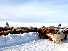 Мал аж ахуйн салбарын хэмжээнд зудын эрсдэлээс сэргийлэх шаардлага...