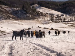 Булган аймгийн таван суманд Сэлэнгэ үүлдрийн үхрийг сайжруулна