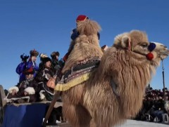 Нүүдэлчин Монголчуудын нэг дархлаа нь тэмээний соёл юм