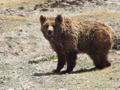 Мазаалай баавгайг хамгаалах өдөр