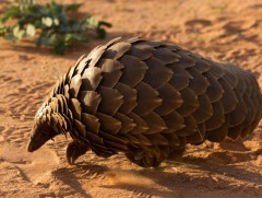 Хуягт гүрвэл Панголин