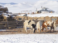 Мал хулгайлах гэмт хэрэг үйлдсэн бүлэг этгээдийг баривчиллаа
