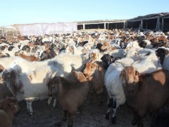 ЗГ: “Малын индексжүүлсэн даатгалын нэгдүгээр босго үзүүлэлтийг таван хувь болгож буурууллаа