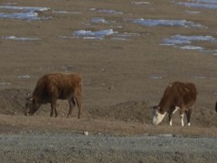 Энэ сарын 14, 15, 16,-нд ихэнх нутгаар хүйтний эрч өмнөх өдрөөс 10 гаруй градусаар эрс чангарна