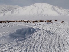 Цасан бүрхүүлийн хэмжээг өмнөх 10 хоногтой харьцуулахад 14 хувиар буурсан байна 
