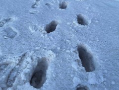 Нийт газар нутгийн 72 хувь нь цасан бүрхүүлтэй, цасны дундаж зузаан нь 7.5 см байна