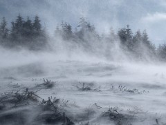 Өнөөдөр нутгийн зүүн хэсгээр хүйтэн, салхи шуургатай байна