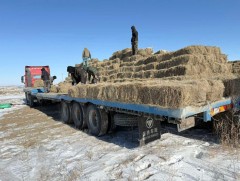 Нийслэлд боодол өвс дунджаар 10 мянган төгрөгийн ханштай байна 