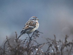ЦАГ АГААР: Улаанбаатарт өдөртөө 8 хэм дулаан
