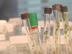 Хамгаалах шаардлагатай эмийн ургамлыг тарималжуулж хэрэглэх нь чухал байна