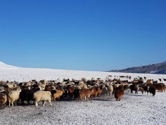 Аймаг дундын отрын бүс нутгуудад 430 мянга гаруй толгой мал өвөлжиж, хаваржиж байна 