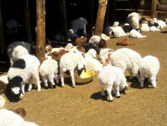 Ховд аймгийн хэмжээнд нэг сая гаруй төл хүлээн авна