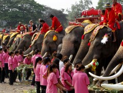 Тайланд улс өнөөдөр “Зааны өдөр”-ийг тэмдэглэж байна
