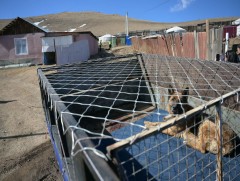 Н.Отгонбаяр: Нохой, муураа тэжээх боломжгүй болсон тохиолдолд түр асрах байранд шилжүүлэх, эзэнтэй..