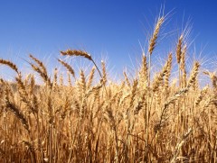 ХАА-н салбарын бүтээгдэхүүн экспортыг солонгоруулахад жин дарна