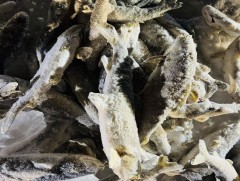 Сүүлийн 20 орчим жилд загасны хорогдол эрс нэмэгджээ