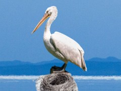 Борцгор хотон нь Монгол оронд “Устаж байгаа” ангилалд орсон нэн ховор шувуу