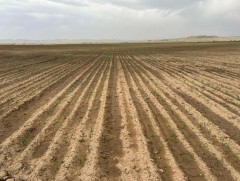 Төмсний тариалалтад дуслын усалгааны системийг үе шаттай нэвтрүүлнэ