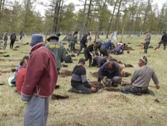 Зүүнбаян-Улаан суманд ой нөхөн сэргээхээр 5000 шинэс мод тарьж байна 