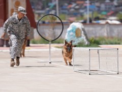 Эрэлч нохойн алба байгуулагдсанаас хойш 151 иргэний амь насыг авран хамгаалжээ 