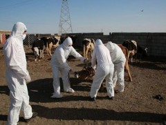 Ховд аймагт  958 өрхийн нийт 349766 толгой малд вакцин хийжэ