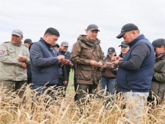 Газар тариалан эрхлэгчдийг дэмжих бодлогын үр дүнд улаанбуудайн тариалалт 85.8 хувиар нэмэгджээ